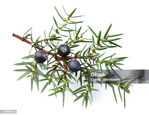 Juniper Twig With Berries Stock Photo - Download Image Now - Juniper Tree, Cut Out, Twig