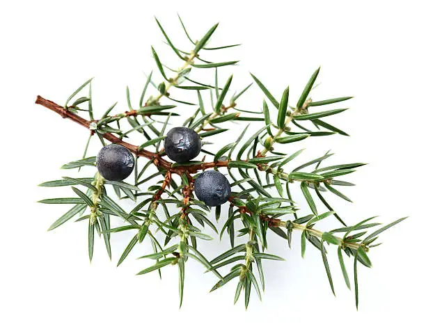 Photo of Juniper twig with berries