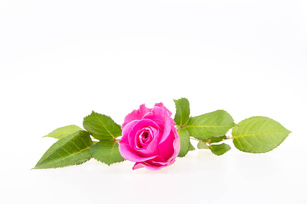 Isolated pink rose with green leaf on white background.