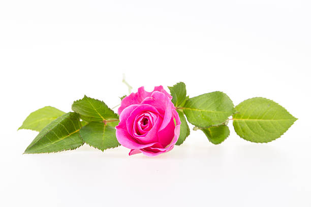 istock Isolated pink rose with green leaf on white background. 475985178