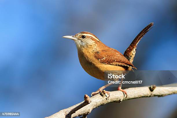 Carolina Wren Stock Photo - Download Image Now - 2015, Animal, Animal Wildlife