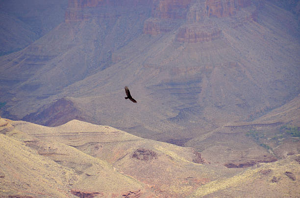 istock Grand Canyon National Park 475986066