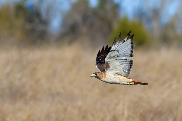 red-tailed hawk - rotschwanzbussard stock-fotos und bilder