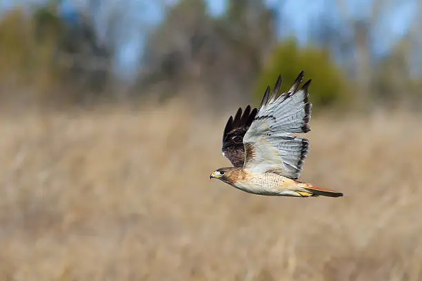Photo of Red-tailed Hawk