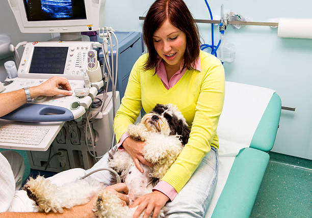 istock CuteTibetan Terrier is having ultrasound exam,owner holding him 475986454