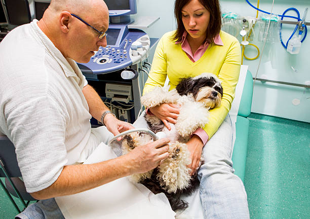 istock CuteTibetan Terrier is having ultrasound exam,owner holding him 475986470