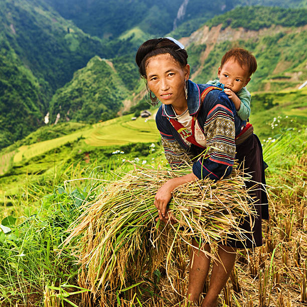 istock Vietnamese mother harvesting rice with her baby on back 475986654
