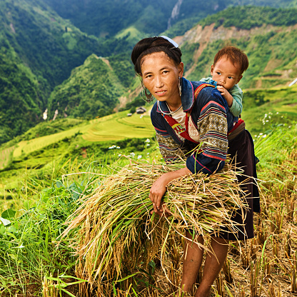 Black Hmong woman harvesting rice & carrying her baby on back. Hmong Tribe is one of the largest ethnic minorities in Vietnam is the Hmong Tribe. They came from China, and now live in different regions of Vietnam.