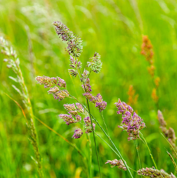 istock detail of wild growing grass plants 475986840
