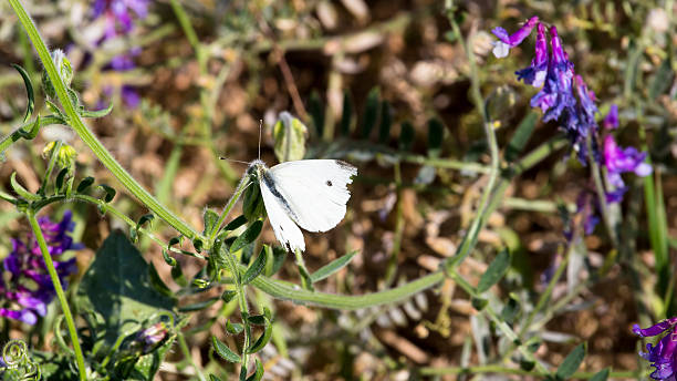 istock White Moth Sitting On Green Stalk Of Lupine 475986904