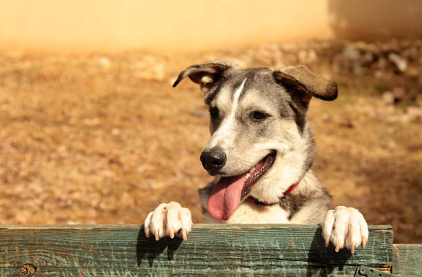 милая собака партнерской через забор - over the fence стоковые фото и изображения