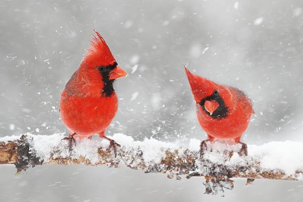 cardinals na neve - cardeal do norte - fotografias e filmes do acervo