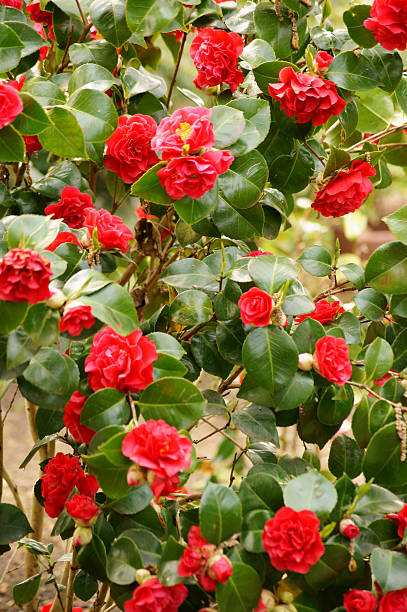 istock Camellias flowering bush 475987808