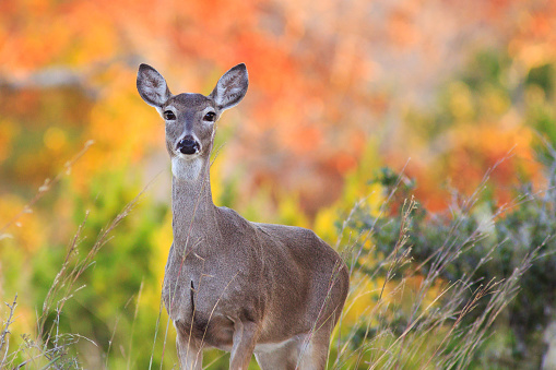 A white-tailed deer (doe) backlit by autumn foliage