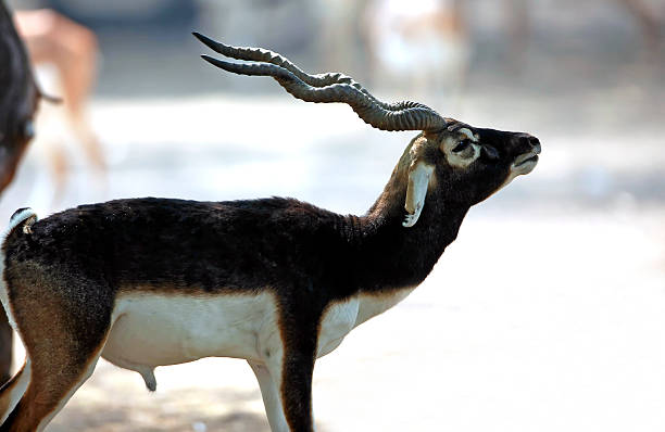 Black Buck Stock Photo - Download Image Now - Animal, Animal Behavior, Animal Themes - iStock Black Buck Stock Photo - Download Image Now - Animal, Animal Behavior, Animal Themes - iStock
