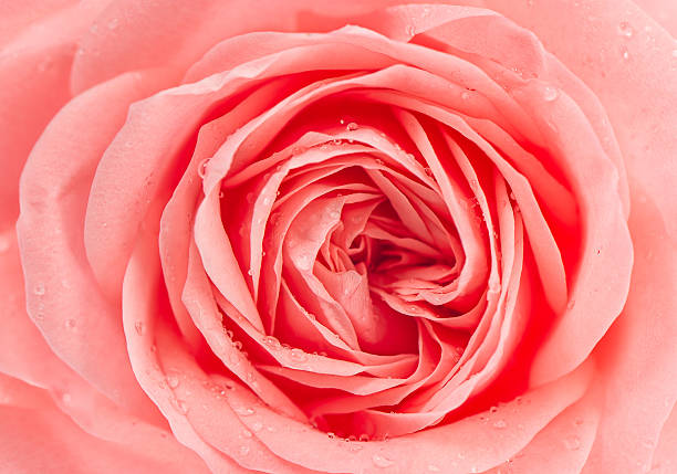 istock fresh pink rose flower with water drops 475989187