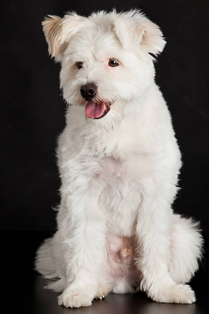 istock Young white dog on black background 475991379