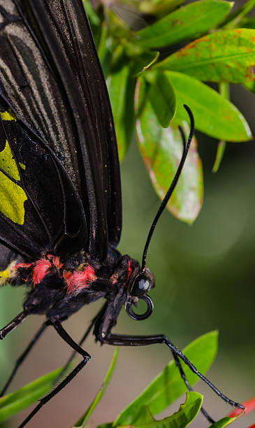 istock butterfly on the flower 475991501