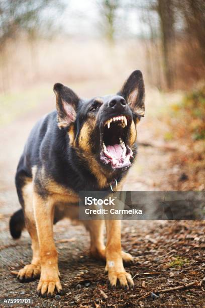 German Shepherd Barks Stock Photo - Download Image Now - Dog, Barking Animal, Anger