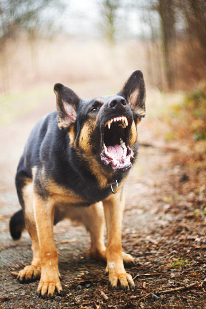 Cão Pastor Alemão barks - foto de acervo