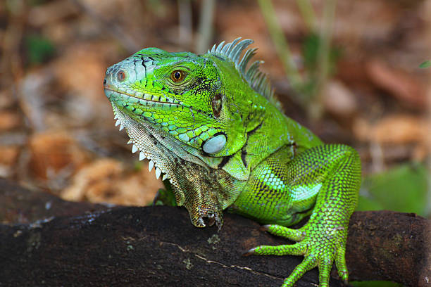 An Iguana poses for a brilliant shot, displaying it's bright green color