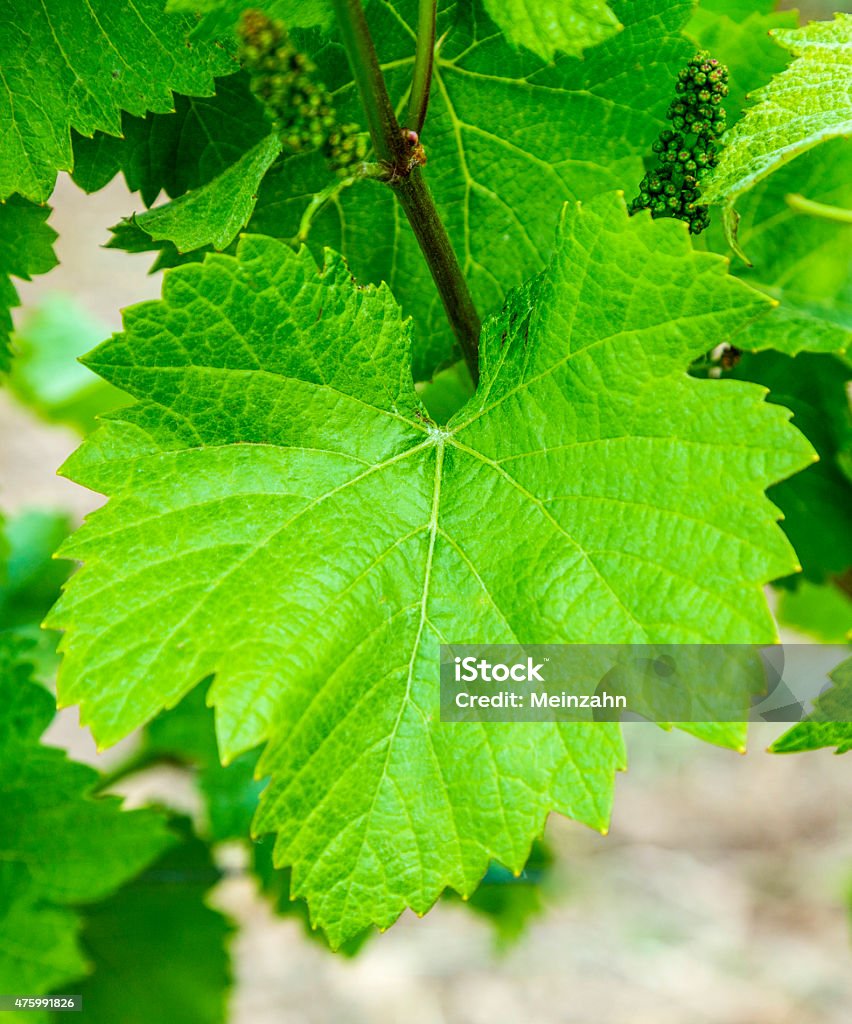 Nền Lá Nho Tươi Hình ảnh Sẵn có - Tải xuống Hình ảnh Ngay bây giờ ...