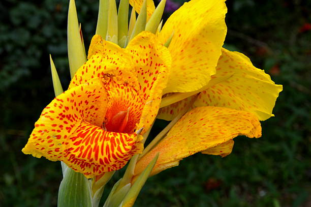 istock Beautiful yellow red flower 475992239