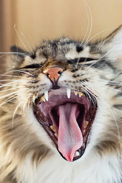 Cat is yawning