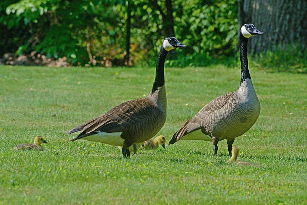 istock Canada Geese pair with babies in green grass. 475992350