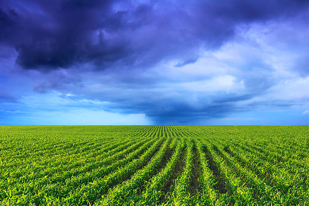 campo de milho - storm corn rain field - fotografias e filmes do acervo
