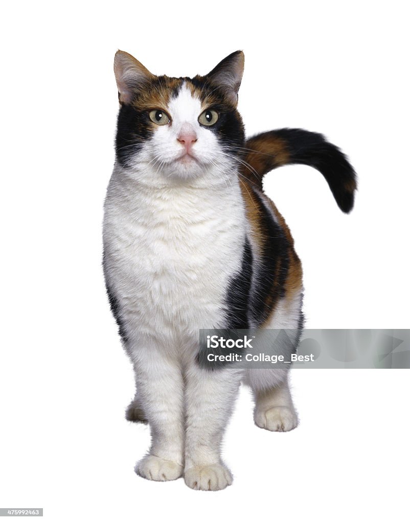 Cat isolated on white Animal Stock Photo