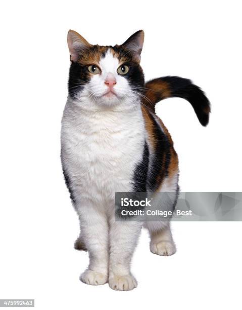 Cat Isolated On White Stock Photo - Download Image Now - Animal, Animal Body Part, Animal Whisker