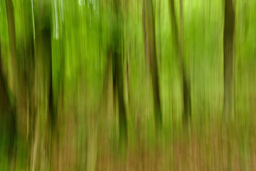 Abstract panning view of forest  blurred on purpose, no post processing effects