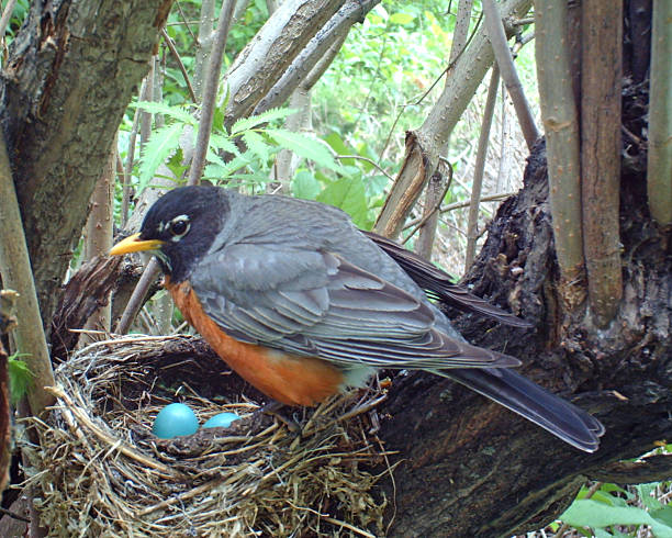 アメリカンヒタキの上の 4 つの卵の巣が付いています。 - american robin ストックフォトと画像