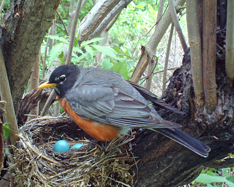 American Robin on her nest which holds four eggs... close - up and from above.