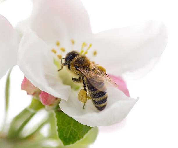 abeja en flor - bee apple tree flower single flower fotografías e imágenes de stock