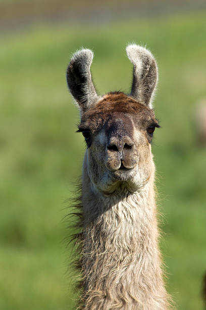 istock Portrait of Llama in field. 475996606