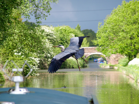 Heron flying bofore a boat on the Shropshire Union Canal