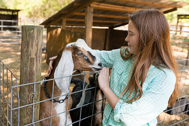 istock Farm Girl with a Goat 475997045