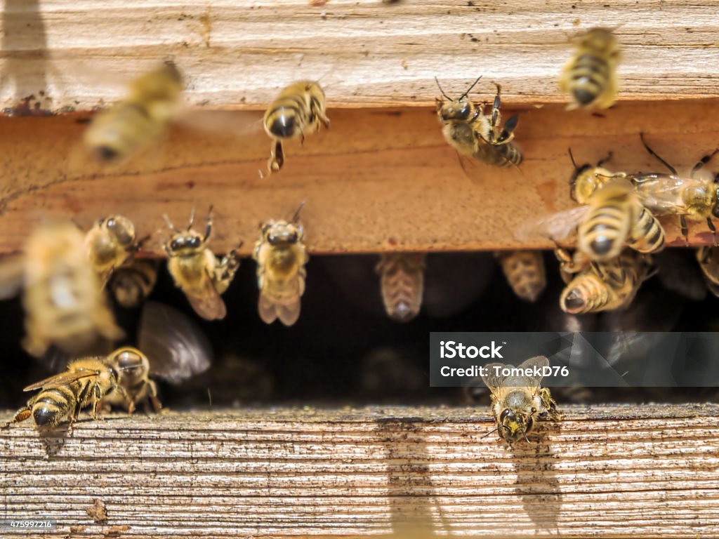 Bees https://farm8.staticflickr.com/7342/15871294994_6a96f67d74_o.jpg 2015 Stock Photo