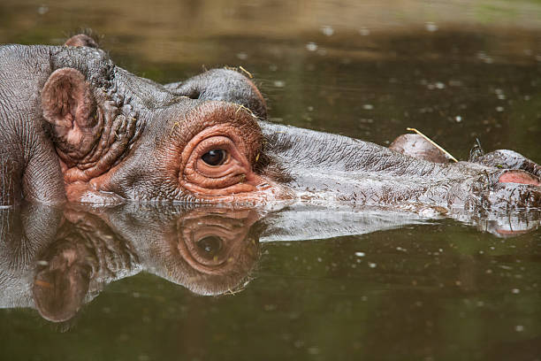 istock hippo in the lake 475997351