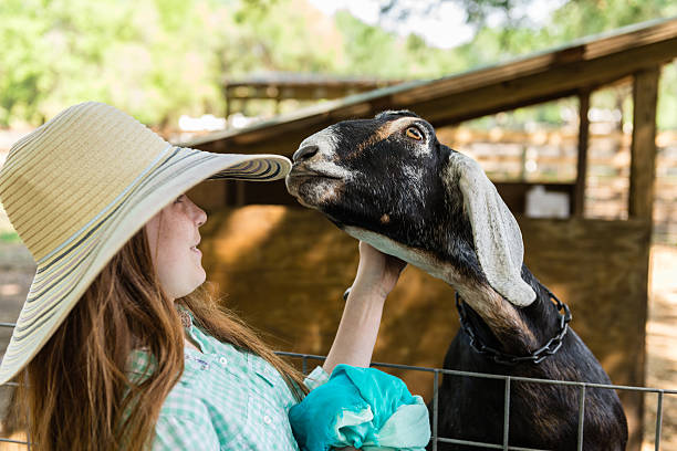 istock Farm Girl with a Goat 475997375