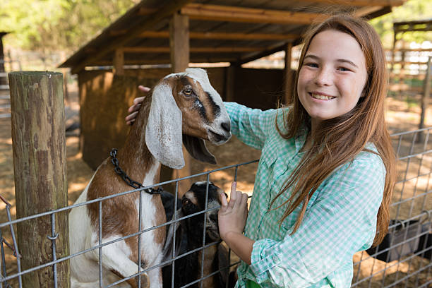 istock Farm Girl with a Goat 475997387