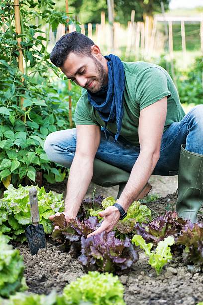 istock Man Working in a Vegetables Garden 475998512