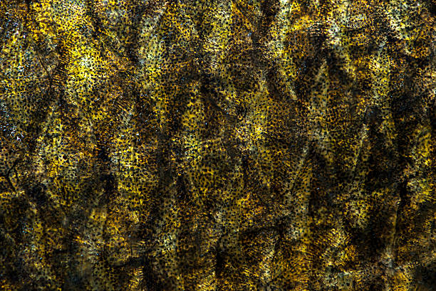 Fish scales golden fish scales in a macro photo golden tench stock pictures, royalty-free photos & images
