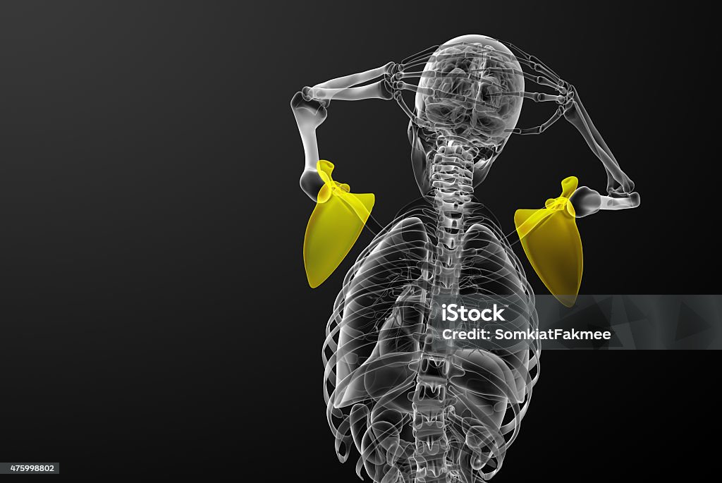3d render medical illustration of the scapula bone 3d render medical illustration of the scapula bone - back view 2015 Stock Photo