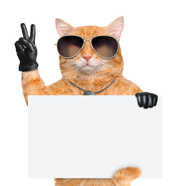 cat holding a pencil and blank -- isolated on white