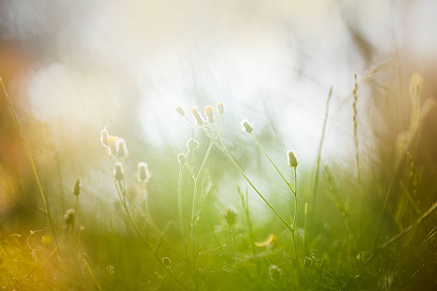istock Flowers in the morning light 475999233