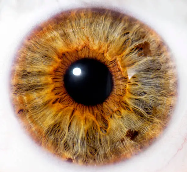 eyeball detail - close up