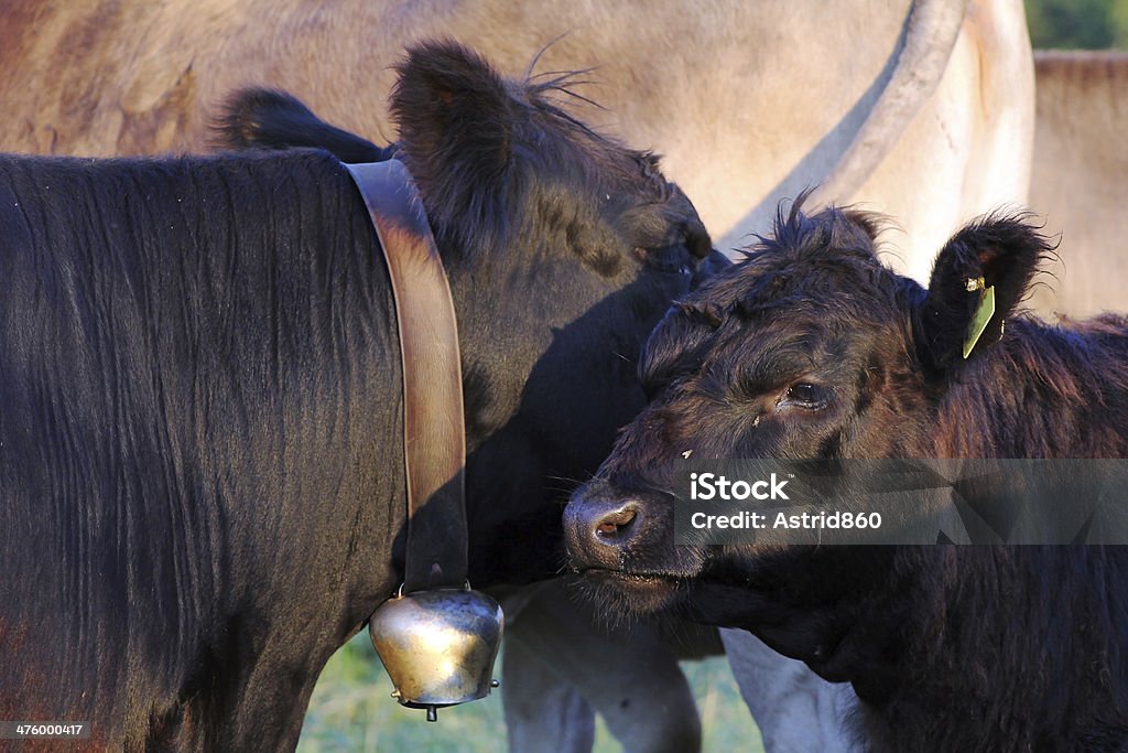 dexter cattle dexter cattle on one would point in Bavaria Agriculture Stock Photo